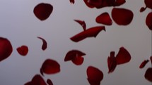 falling red rose petals 