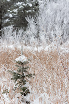 snow on a tiny spruce tree in a field 