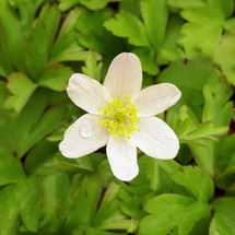 White Wood Anemone Flower in Green Leaves
