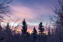 Winter trees with sunset