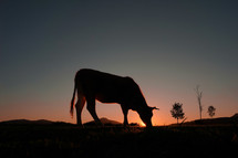 cow silhouette grazing in the meadow and sunset background
