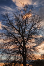 winter tree at sunset 