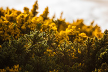 yellow wildflowers on a bush 