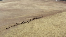 Aerial drone view of a herd of American buffalo walking in open grasslands. 
