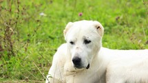 White Central Asian Shepherd Dog resting in a grass field.