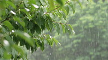 Summer heavy rain in forest. Drops of water dripping from green leaves of cherry tree. Beautiful calming background. Weather, environment, nature concept. High quality 4k footage