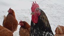 Rooster guarding hens in snowy winter.
