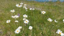 White flowers blooming and moving in breeze wind on green alpine meadow in summer flowering nature
