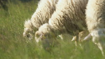 Slow motion of white sheep graze green grass on natural meadow pasture in sunny organic nature farm

