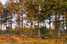 Black forest in autumn 