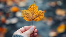  Girl holding vibrant autumn leaf