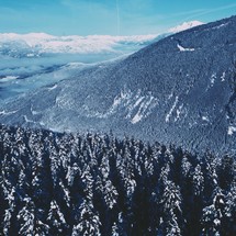 Snow on trees in a mountain forest. 