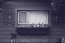 gnomes in window flower box 