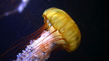 Sea northern nettle jellyfish swims in West Coast dark ocean water. Amazing nature background of chrysaora melanaster, also known as orange medusa. Calming beautiful underwater footage.High quality 4k