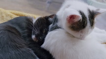 Two sibling kittens lying together