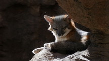 A desert fox resting on a rock ledge