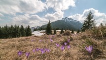 Clouds moving over spring mountains meadow with crocus flowers. Time-lapse
