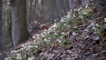 Snowdrops in forest
