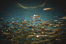Minnows in water.