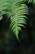 green fern 