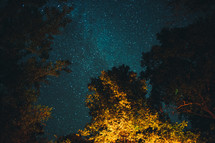 tops of trees and stars in a night sky