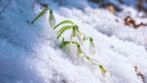Snow melts and white snowdrop flowers bloom in sunny spring forest background Time lapse Beautiful nature

