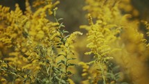 Slow-motion shot of bees pollinating yellow flower plants in the woods on a bright day.