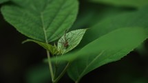 Close-up of a spider running off of a green leaf in the woods.
