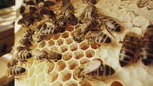 Bees swarming on honeycomb, macro footage. Insects working, wooden beehive, collecting nectar from flower pollen, create sweet honey. Concept of apiculture, collective work. High quality 4k