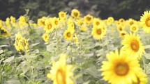 field of yellow sunflowers 