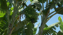 Bananas growing on a tree in the tropics