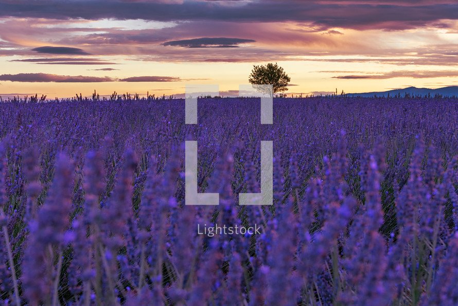 French landscape - Valensole. Sunset over the fields of lavender in the Provence