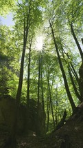 Vertical video of green forest in peaceful spring nature
