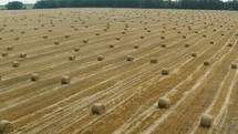 Hay bales on harvested field