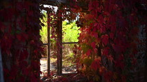 red ivy on a window 
