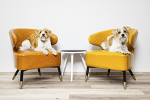 two dogs sitting in armchairs 