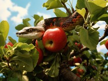 The original sin, the forbidden fruit. Snake and apple on a tree branch with leaves 