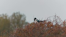 Magpie birc perched on top of tree. 