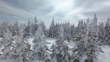 Fly over snowy forest in sunny winter
