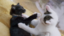 Kittens play fighting