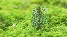 Little spruce Tree growing in fresh green mossy forest in spring nature
