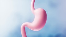 Human stomach with blue background, 3d rendering.
