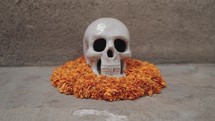 A calavera Day of the Dead Dia de Los Muertos, human sugar skull or skeleton and Orange Marigolds Flowers