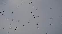 Hundred of Birds Circling in the Sky, a Flock of Crows. Raven Bird Slow Motion	
