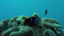 fish on coral 