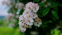 Wild rose swaying in the wind in slowmotion