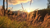 Setting sun in mountain forest landscape, View through golden blades of dry grass.
