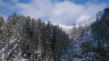 Aerial view of winter forest with snowy trees in beautiful sunny nature
