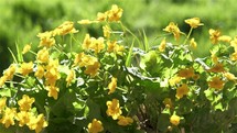 Yellow flowers marsh marigold caltha palustris blooming in green nature swamp spring time background

