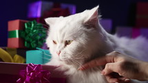 Adorable cat with gift boxes, surprise and presents. High quality 4k